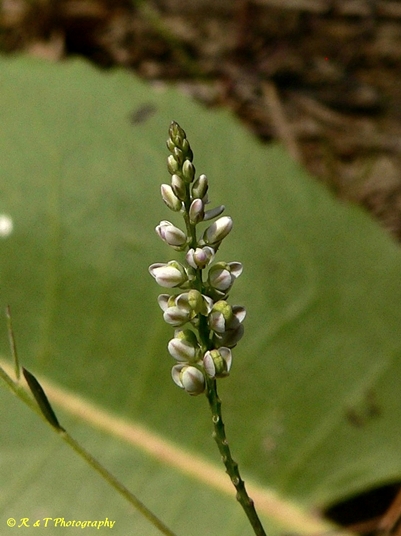 {Polygala verticillata}
